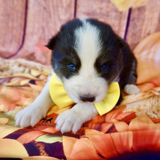 AKC Biscuit 18